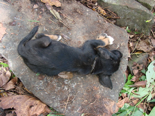 POHNPEI - Pohnpei (2009) - 2009b (810) Peinkipar - イヌd