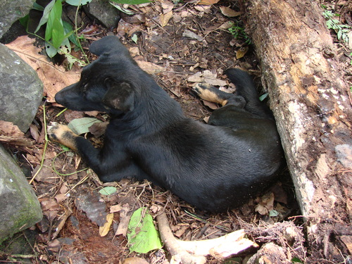 POHNPEI - Pohnpei (2009) - 2009b (810) Peinkipar - イヌf