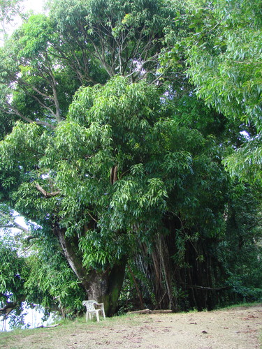 POHNPEI - Pohnpei (2009) - 2009b (810) Peinkipar - ガジュマロa