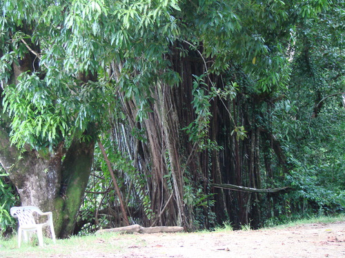 POHNPEI - Pohnpei (2009) - 2009b (810) Peinkipar - ガジュマロb