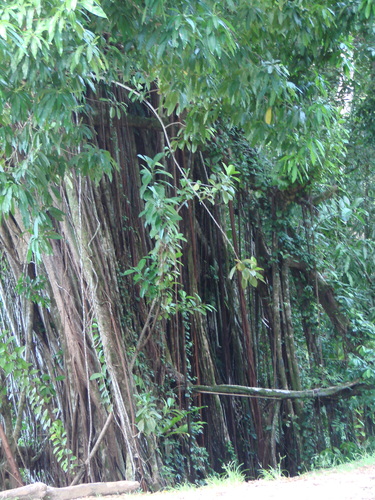 POHNPEI - Pohnpei (2009) - 2009b (810) Peinkipar - ガジュマロc