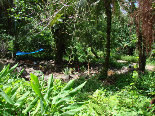 POHNPEI - Pohnpei (2009) - 2009b (810) Peinkipar - 遺跡全景d