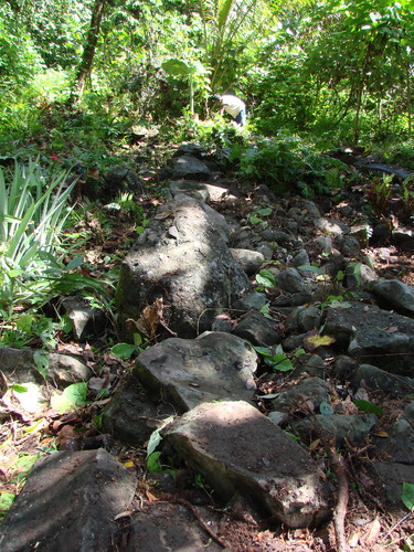 POHNPEI - Pohnpei (2009) - 2009b (810) Peinkipar - 伐採作業