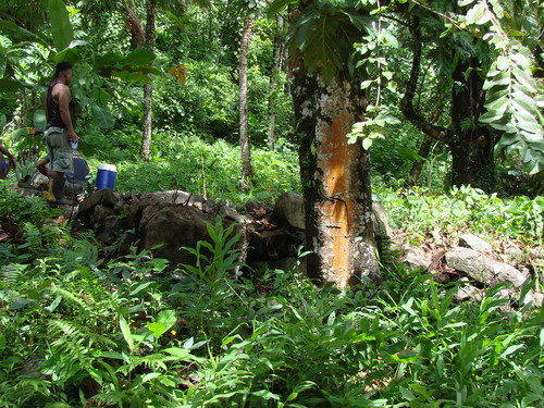 POHNPEI - Pohnpei (2009) - 2009b (810) Peinkipar - 伐採作業g