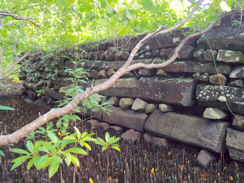 POHNPEI - Nan Madol Project (Summer, 2014) - 08:08 - DSCF8011