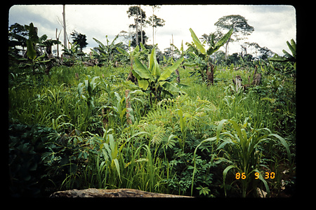DRC　1985　イトゥリ　（テトゥリ）