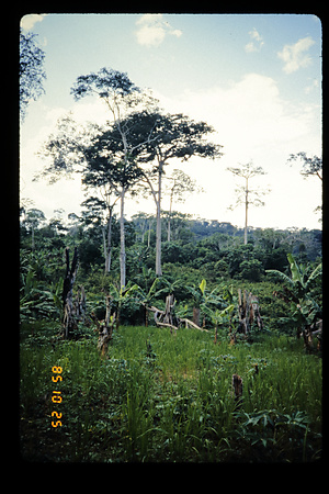 DRC　1985　イトゥリ　（テトゥリ）