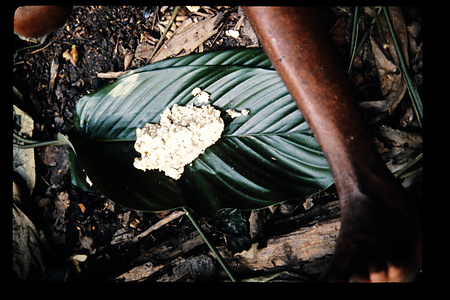 DRC　1985　イトゥリ　（テトゥリ）