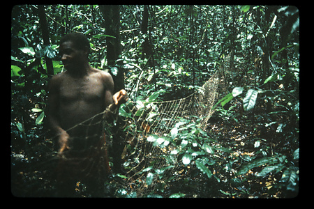 DRC　1987　イトゥリ　（テトゥリ）　1985年のが混入？