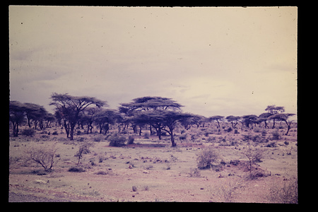 ケニア　1976−1977ケニア　1976　北部　・トゥルカナ　・レンディーレ　・North Hoor　など