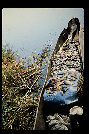 ザンビア　1982-1983ザンビア　1983年　バングウェウル　Bangweulu　ザンビア　1983年　バングウェウル湖