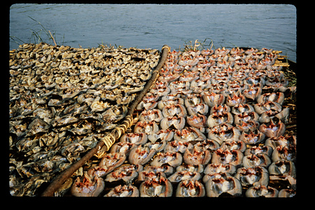 ザンビア　1982-1983ザンビア　1983年　バングウェウル　Bangweulu　ザンビア　1983年　バングウェウル湖