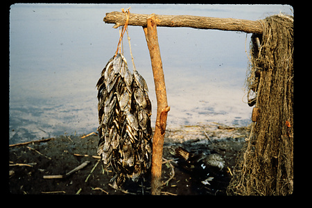 ザンビア　1982-1983ザンビア　1983年　バングウェウル　Bangweulu　ザンビア　1983年　バングウェウル湖