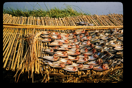 ザンビア　1982-1983ザンビア　1983年　バングウェウル　Bangweulu　ザンビア　1983年　バングウェウル湖