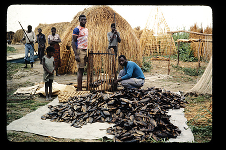 ザンビア　1982-1983ザンビア　1983年　バングウェウル　Bangweulu　ザンビア　1983年　バングウェウル湖