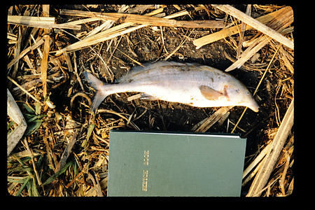 ザンビア　1982-1983ザンビア　1983年　バングウェウル　Bangweulu　ザンビア　1983年　バングウェウル湖