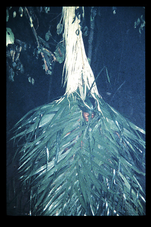 コンゴ・ブラザビル　1989〜1992　リクアラ州1989・1月　Enyele　1990　Lilowala　1989-1990　ブラザビル・コンゴ　リクアラ州