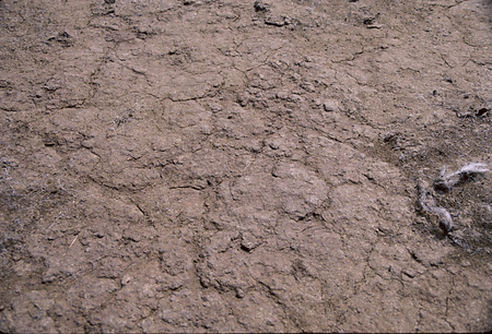 007 - ダンゼン家88/63羊・馬毛色 - 007_09_03