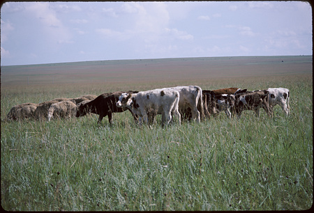 009 - 四子王旗・銀川・ホロンボイル・トメト旗 88/7-8 - hulunbuir086