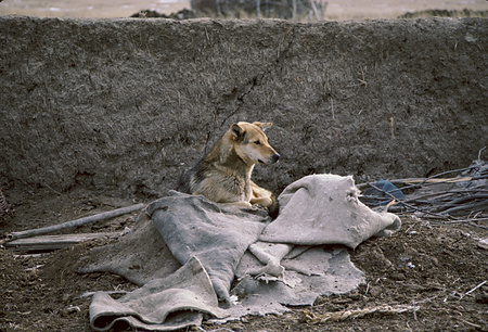 013 - 西ウジムチン旗旧正月ホルツバータルフィルム1988/2 - 013_05_02