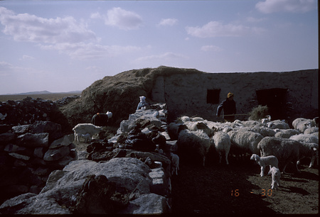 014 - 羊 - 043