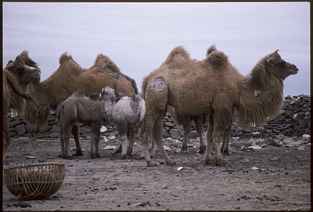 018 - たてがみ切り(馬・らくだ) - らくだのたてがみ切り-14
