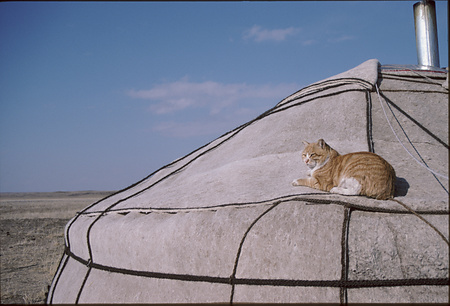 019 - その他 - 猫・犬-01