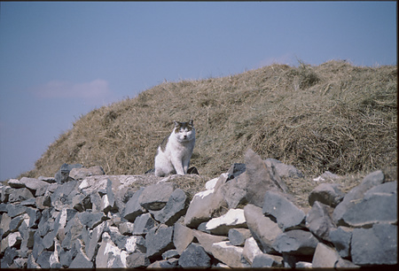 019 - その他 - 猫・犬-02