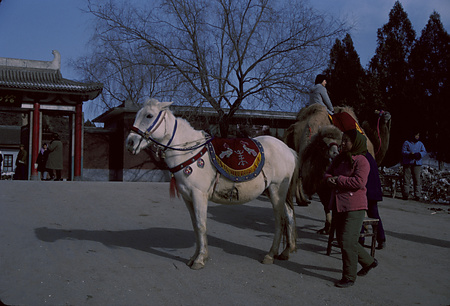 022 - 1984/12-1985/1中国 - 022_07_14