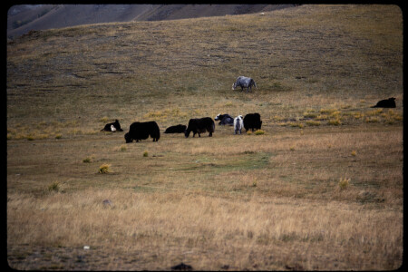 199311 - 199311_15_06
