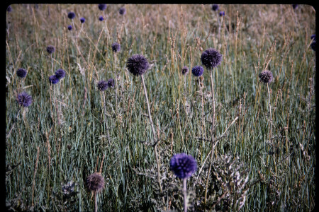 199501 - 199501_04_16