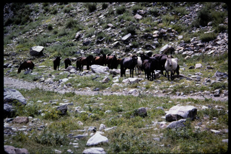 199501 - 199501_05_15