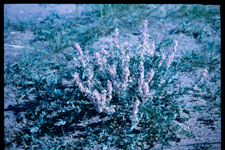 199601 - 199601_01_04