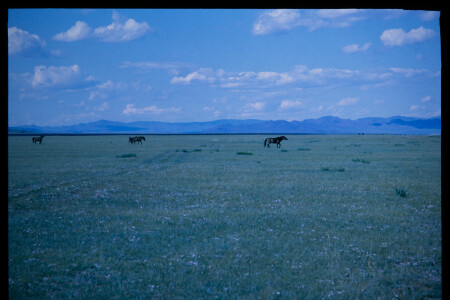 199701 - 199701_05_16