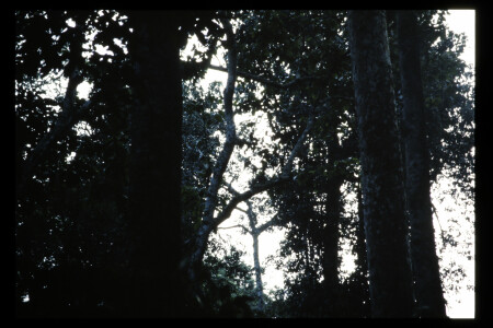 TIFF - 11_06_17