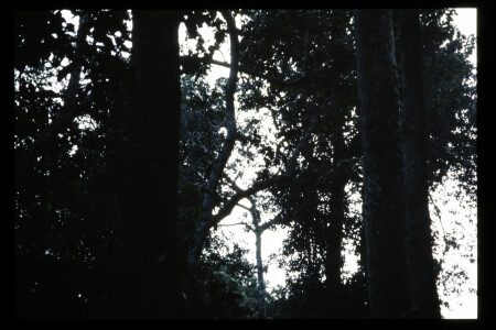 TIFF - 11_06_18