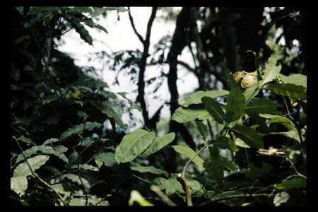 TIFF - 11_12_12